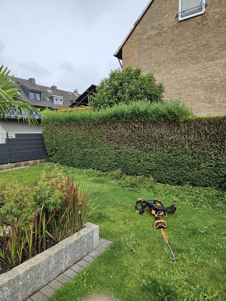 Hecke wird geschnitten mit elektrischem Heckentrimmer